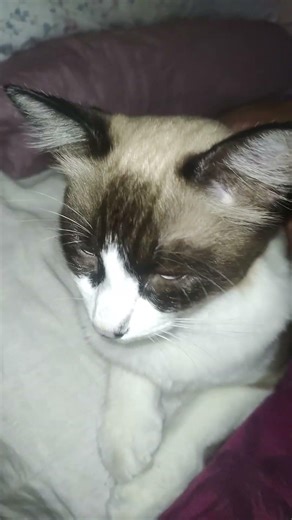 OO PESSOAL BOM DIA, DEIXA O LIKE PRO MEU GRUDEEEEE QUE AMOOOOOO💝💝😻😍💖🥰👏🏻💝💝😻😍😍😍😻💖💖💖