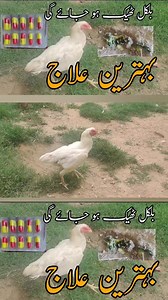 1.2M views · 26K reactions | #ilaj #aseel #treatment #shahgbirdfarm یو ٹیوب چینل کو سبسکرائب کریں https://youtube.com/@shah_g_birds_farm?si=0Y5rR0j45RcN5T1v | Shah G Birds Farm | Facebook