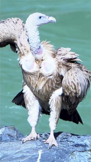 Rare Cinereous and Griffon Vulture #wildlife #birds #nature #travel #vultures #cinereousvulture