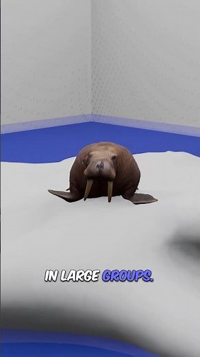 Walrus - The Amazing Arctic Giant