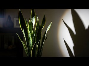 The Snake Plant That Was Not Just a Plant Suspenseful Horror Story