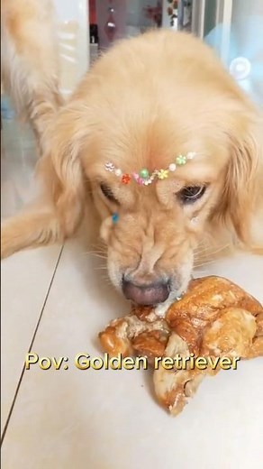 Funny golden retriever moments #goldenretriever #dogs #funnyvideo