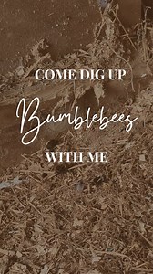 Bumble bee nests are chaos!! 🤪 I was asked to help move a bumblebee nest from a hay shed because hay is being stacked in there tomorrow. I used to work in the pollination team at my last job so have worked with bumbles a lot but we were always trying to get the bumbles in to places - not out of them! This nest had already been disturbed so the girls were pissed! I needed to locate the nest, extract it, and hopefully get most of the girls to follow Unfortunately, the bulk of the bees were under 