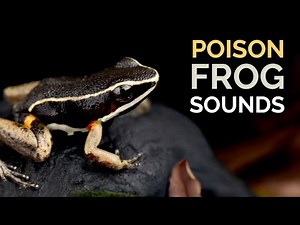 Poison Frog Sounds - The calls of a Brilliant-thighed Poison Frog in the Amazon rainforest.