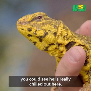 454K views · 1.2K reactions | A yellow lizard you say... 年 | Animal Planet | Facebook