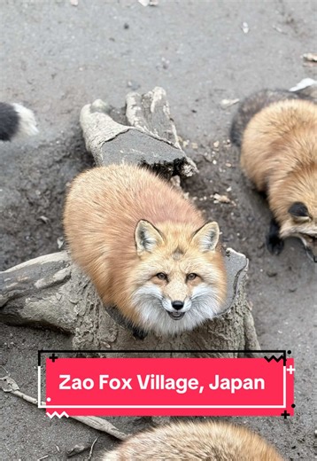 Experience the Magic of Zao Fox Village in Japan