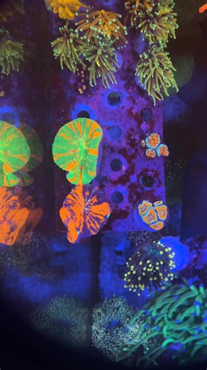 4.4K views · 82 shares |  Scoly Apple Bleeding y Scoly War Paint...