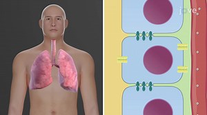 Video: Buffer Systems in the Body