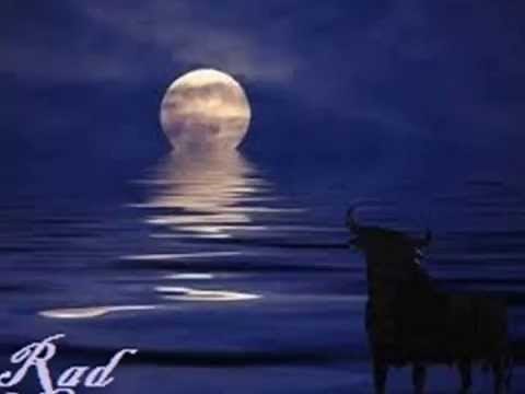 El toro enamorado de la luna.