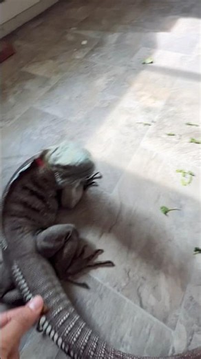 Training gone wrong #iguana #reptiles #animals