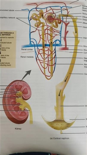 #Nephrons are the #functional unit of the #kidney