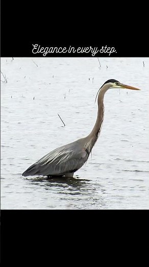 Great Blue Heron #wetlandbirds