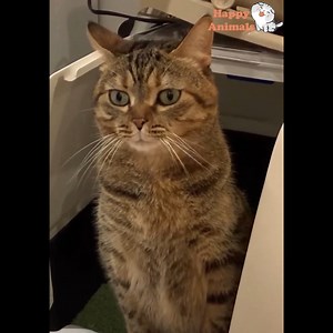 This Sound Appears When She Poop | Happy Animals