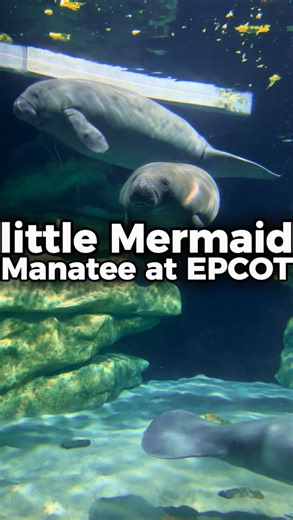 Everything You Need To Know — Travel on Instagram: "The little Mermaid is now at EPCOT, in a way. Mermaid the Manatee sustained injuries in the wild, but Disney is hard at work to bring her back to a safe and healthy level. You can see her, Mino and Cider now at #EPCOT, but hopefully only for a short while as they recover and return to their natural habitat | 📹: footage provided by @katastrophically_kat"