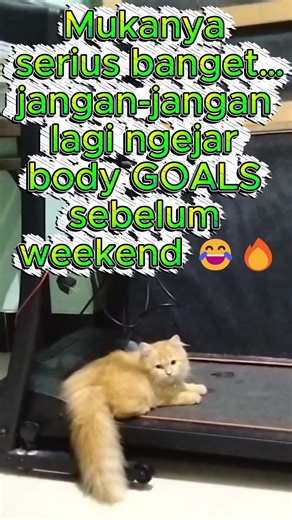 MASA SIIH… CIMI MULAI FITNESS DEMI BODY GOALS? 😭🐱🏃 #shortsviral #kucing #kontenviral #kucinglucu
