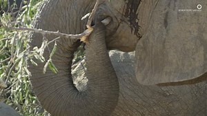 A herd of elephants feast on a tamarind tree branch that they have pulled down. These large herbivores are known to be destructive feeders, and sometimes push trees over to access green leaves and fruit located at the top. 🎥: Robin Pope Safaris #SafariDiaries | Africa Geographic