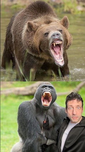Grizzly Vs. Gorilla