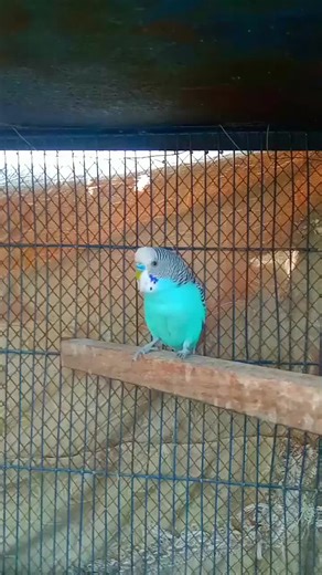 a beautiful male budgie 😍 #budgies #budgerigars #budgies707