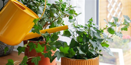 Follow these 7 easy steps and your houseplants will love you