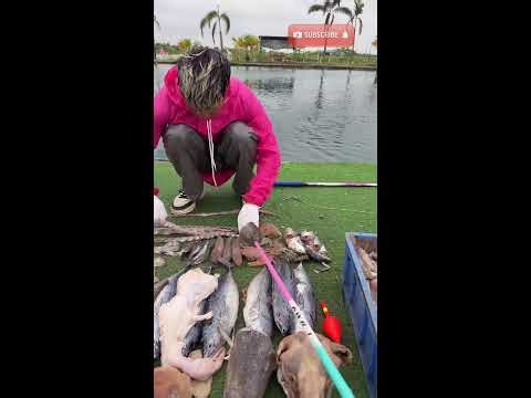 Ghost fish felt like air ☁️ | 신기한물고기 | 不思議な魚