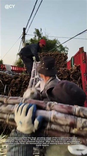 The Backbone of Harvest: Loading Sugarcane the Smart Way 🌾