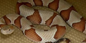 Watch out! Copperhead activity is rising in the Ozarks