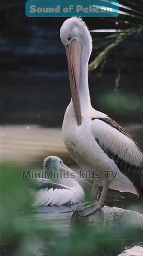 Pelican Sound | Amazing Bird Sounds for Kids #Shorts