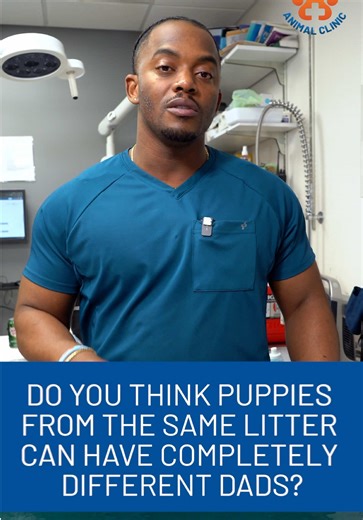 Dr. Jackson asks 👀🐶 Can puppies from the same litter have different dads? Yes or no? 🤔 Drop your answer in the comments ⬇️ We’ll reveal the correct answer next week — and trust us… it might surprise you. Let’s see who really knows their pet facts 🐾💛 🌐 www.SoftPawsAnimalClinic.com 👨🏾‍⚕️ Book Dr. Antonio Jackson: www.DrAntonioJackson.com #SoftPawsAnimalClinic #DrAntonioJackson #VetTrivia #PetFacts #DogBreedingFacts