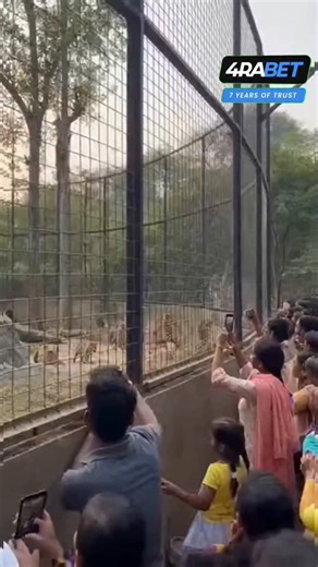 kiran wakade on Instagram: "Tree Climb Moment — Safety Response Activated Inside a jungle-style zoo enclosure, several leopards are visible behind a tall wire fence. Tourists observe closely. One leopard climbs a tree and briefly reaches the top fencing area. People react in panic as alarms sound. Zoo staff guide visitors away and the situation stabilizes. #safetymoment #zoofootage #shorts"
