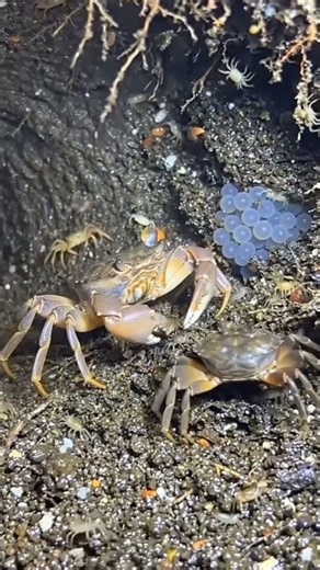 Inside the Secret Underground World of a Shore Crab | Micro-Camera POV Documentary