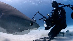 Sharks are often portrayed as menacing and scary, but the scariest ocean is one without sharks. Learn more: NatGeo.com/Sharks | National Geographic Animals