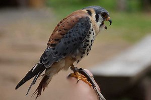 15 Interesting Facts About American Kestrels - Wildlife Informer