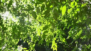 Branches of European ash tree with fresh green leaves under the sunlight in forest. Summer day