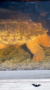 4.9K views · 50 reactions | Checking in on our buddy WOODY, the 90...