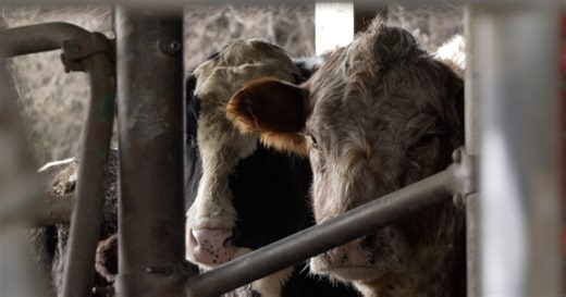 Pregnant cow finds safety with dairy herd after weeks surviving barn fire escape