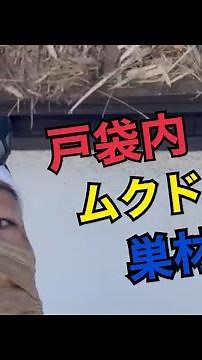 戸袋内のムクドリ営巣・巣材撤去と消毒作業#横浜の害虫駆除屋さん #戸袋 #ムクドリ #ハッカチョウ #スズメ #鳥の巣 #ダニ #清掃 #消毒 #ラットガード