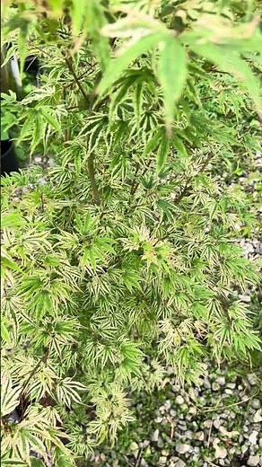 Acer palmatum 'Ikandi' Japanese Maple