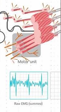 HOW IT WORKS: EMG ⚡