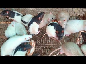 Cầm 2 triệu đi mua chuột Rat về nuôi 2020