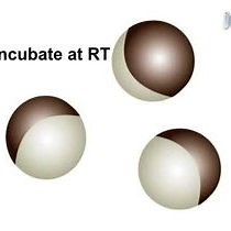 Video: Microinjection of Xenopus Laevis Oocytes