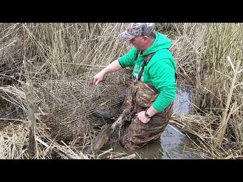 Muskrat Colony Trapping
