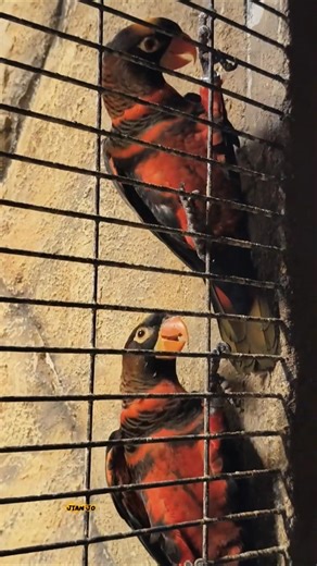 Dusky Lory #blog #zoo #birds #enjoy #naturelovers #viral #JungleLife #Rainforest #IslandWildlife