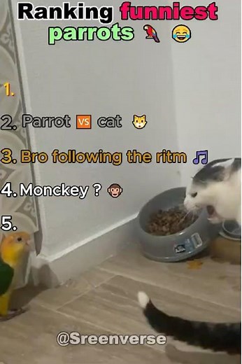 Ranking funniest parrots 🦜 😂