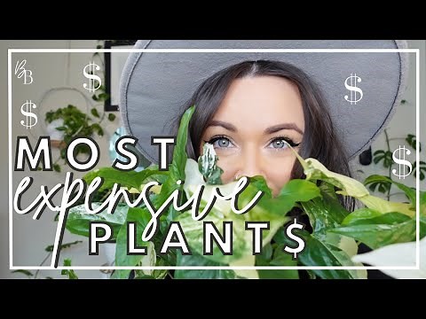 My Most RARE & EXPENSIVE Houseplants | Rare Plant Collection Tour | Plant Collection