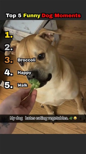 The Most Hilarious Dog Moments You Need To See Right Now🤣🐶 #funny #memes #cutedog