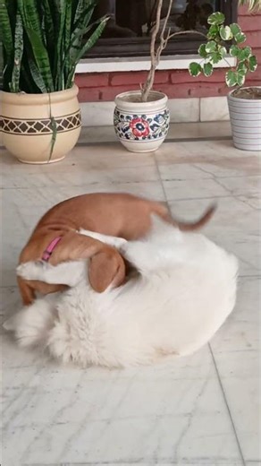 Candy Aur Dachshund Ki Masti 🤣 | Funny Dog Playing Video #cute #besties