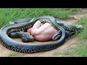 Python Swallowing Prey Whole | Nature’s Relentless Power