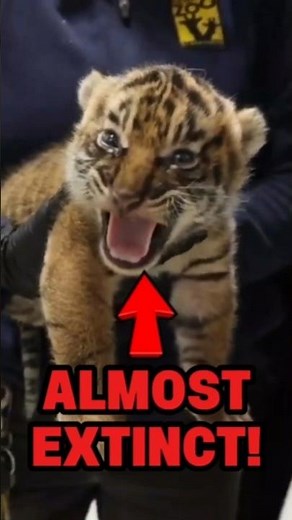 4 Animals That Are CRITICALLY ENDANGERED 😢