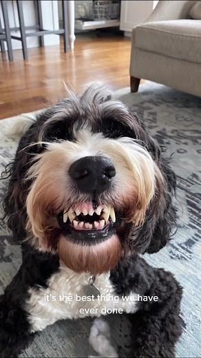 Teaching Your Dog to Smile: Step-by-Step Guide