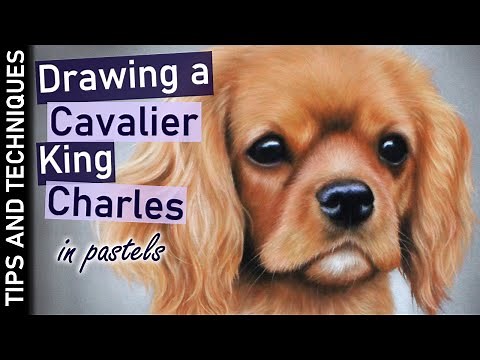 How to draw a Cavalier King Charles puppy in pastels | Tips for drawing fur